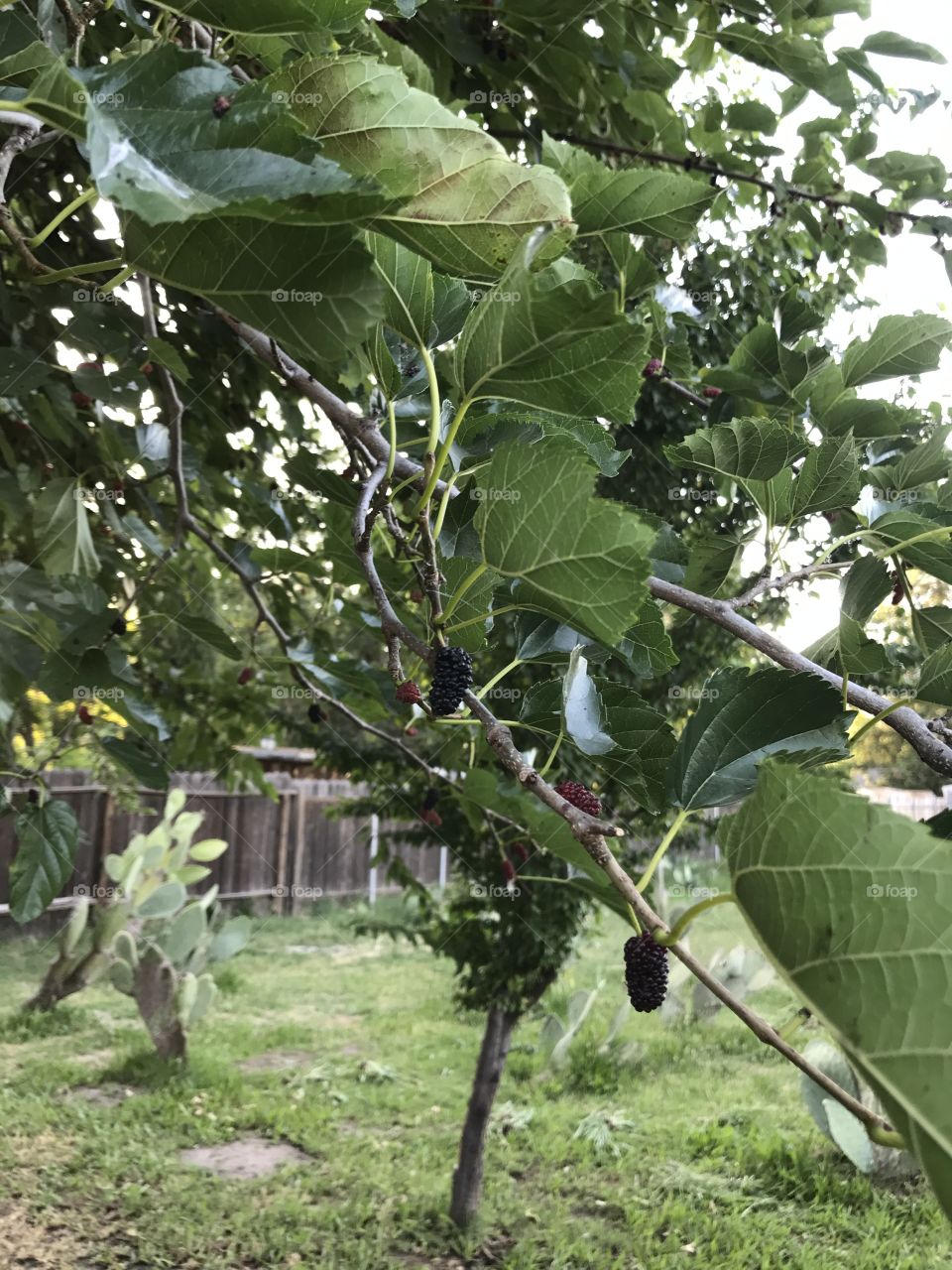 Backyard mulberry tree