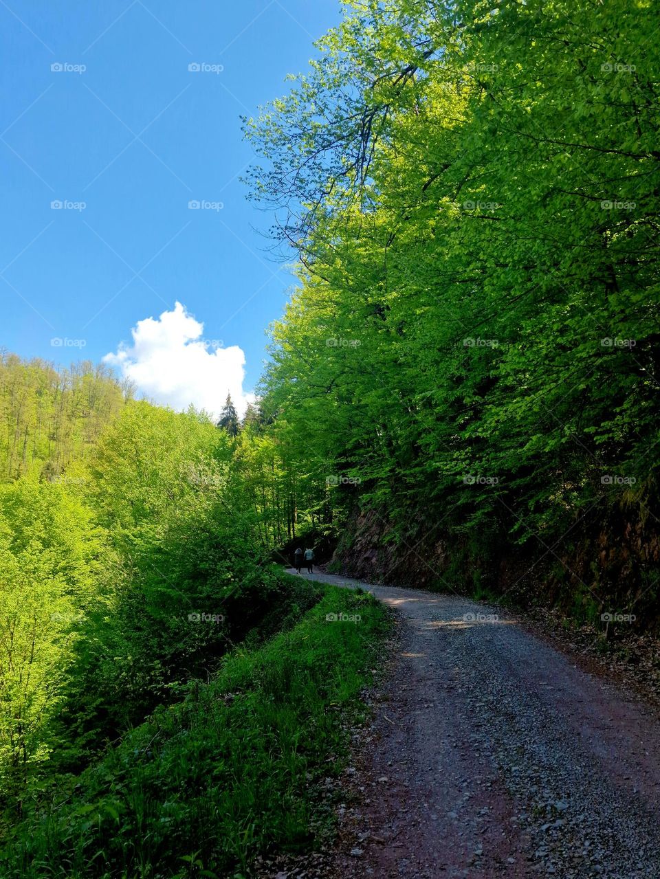 walk through the forest