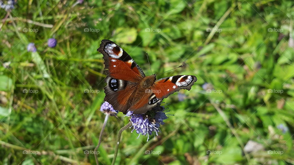 Fjäril: Påfågelöga