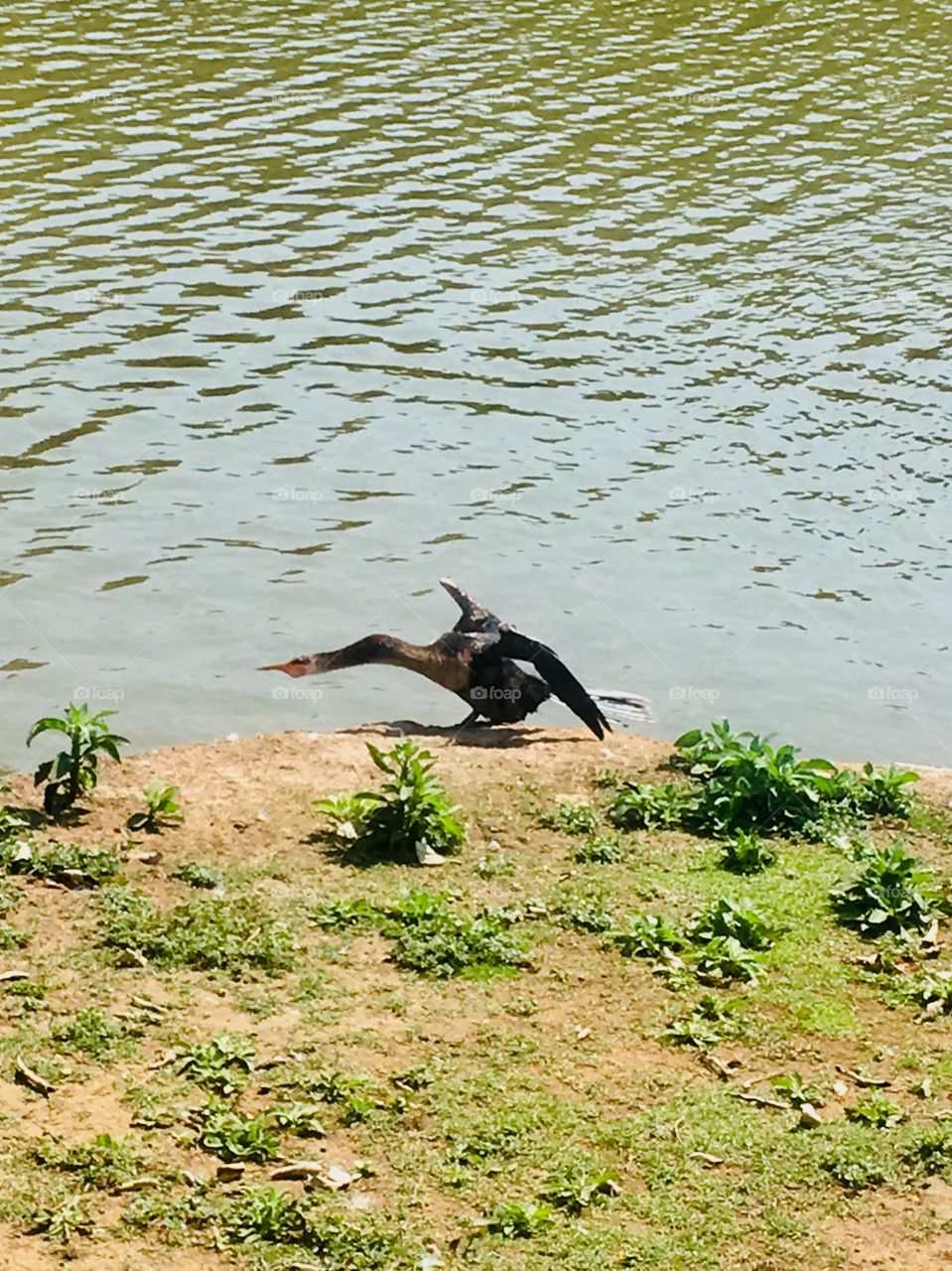 Esse #pássaro no Jardim Botânico Eloy Chaves precisará de um bom #massagista! Estaria com #torcicolo?
😅📸
FOTOGRAFIAéNOSSOhobby
#paisagem #natureza #photo