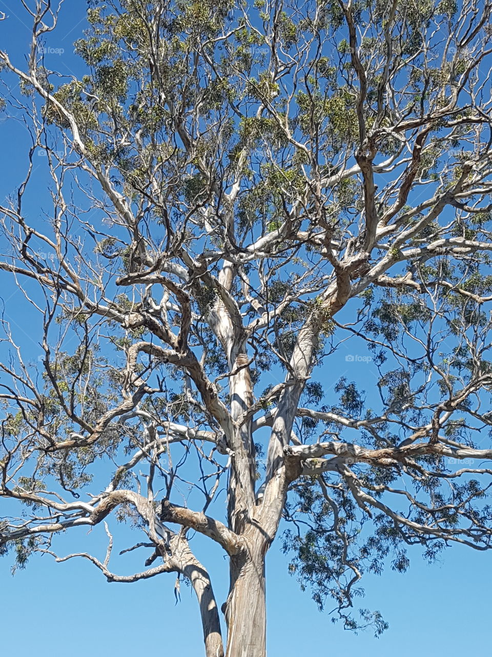 Gum tree