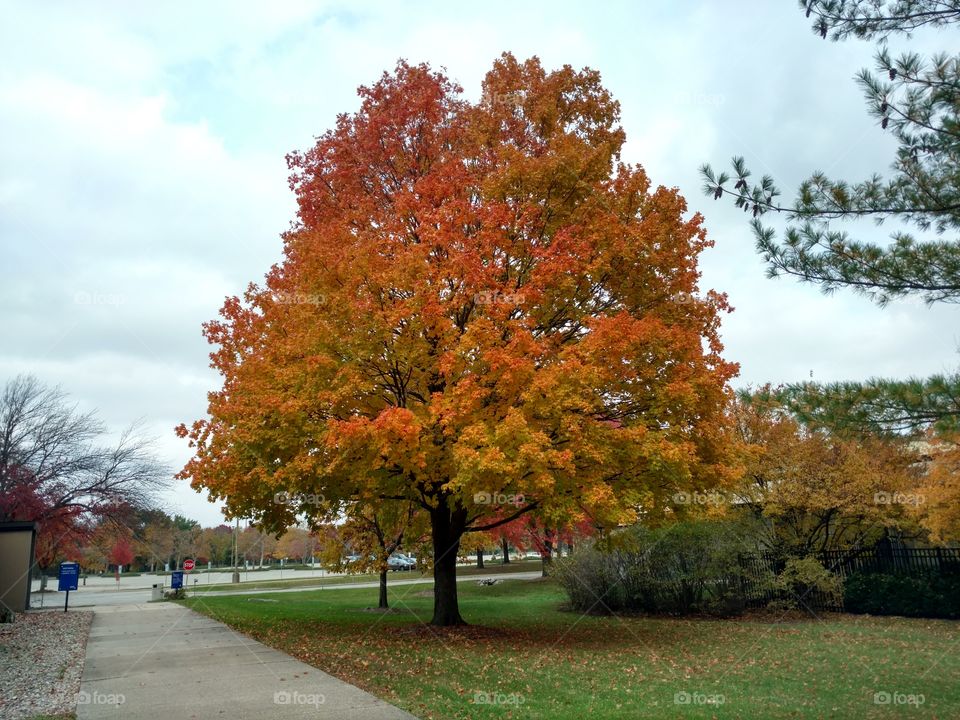 Beautiful tree showing it's fall colors