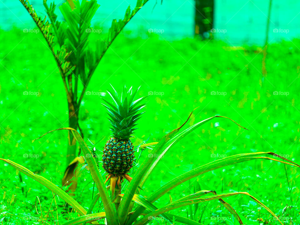 Pineapple image.