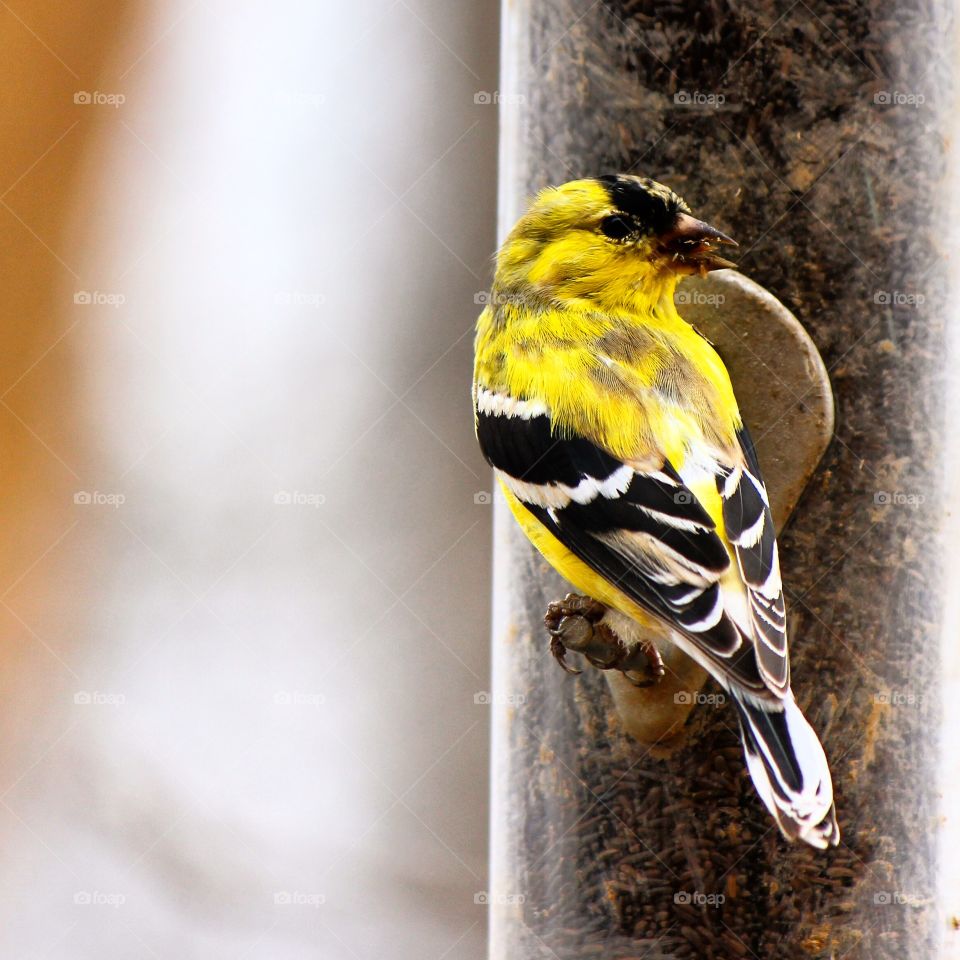 Pretty in yellow . Bird watching 