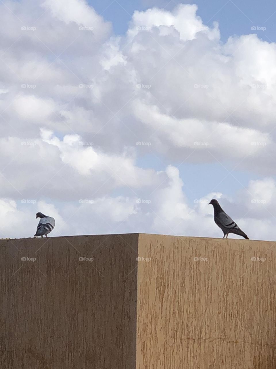 Two pigeons on the wall