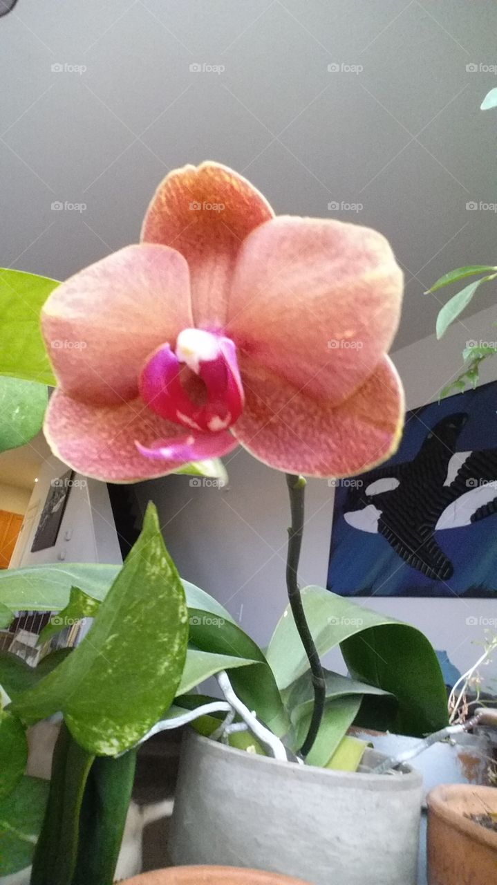 Orchid New Bloom. My son gave this orchid plant to me. Was so pleased that it bloomed again. Happy mom.