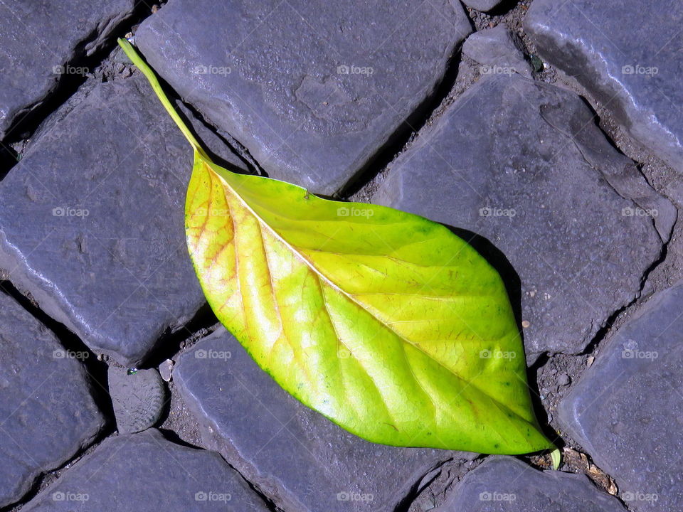 Green leaf in the historical street