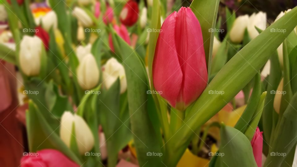 Early Tulips. Winter Relief