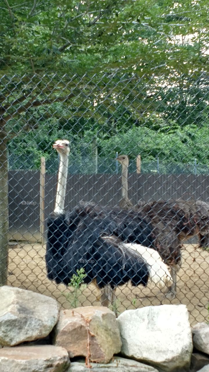 two ostriches at York Wild Kingdom in Maine