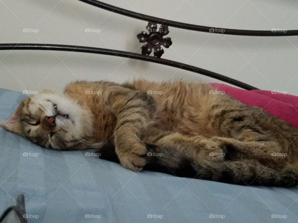 A brown cat sleeping on a bed, curled up and obviously knocked out. This cat is so cozy you never want to disturb her.