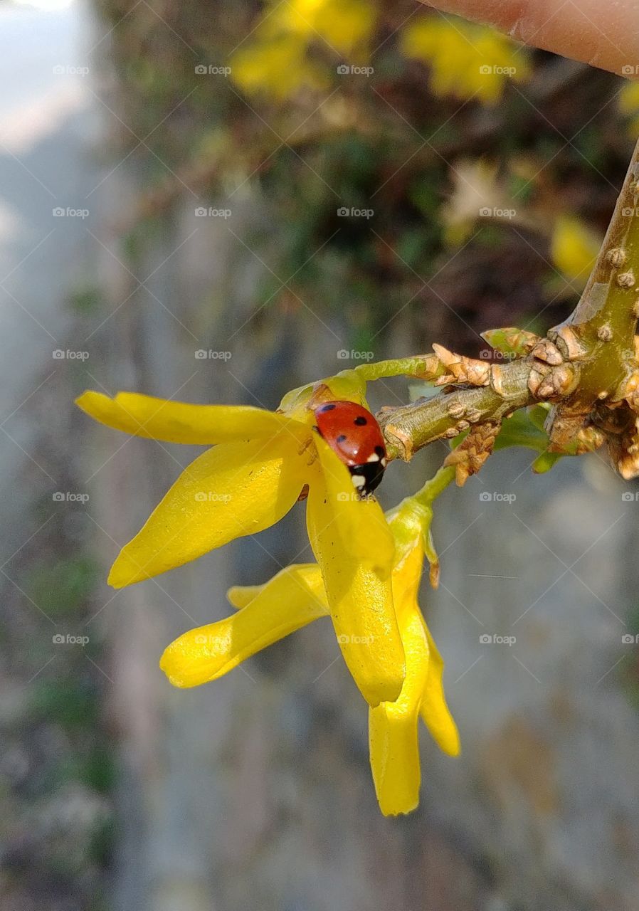 Marienkäfer ladybug geln blüte