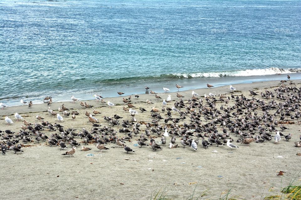 Sea Gulls on the Beach