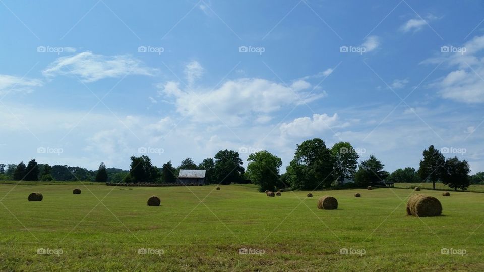 Hay!