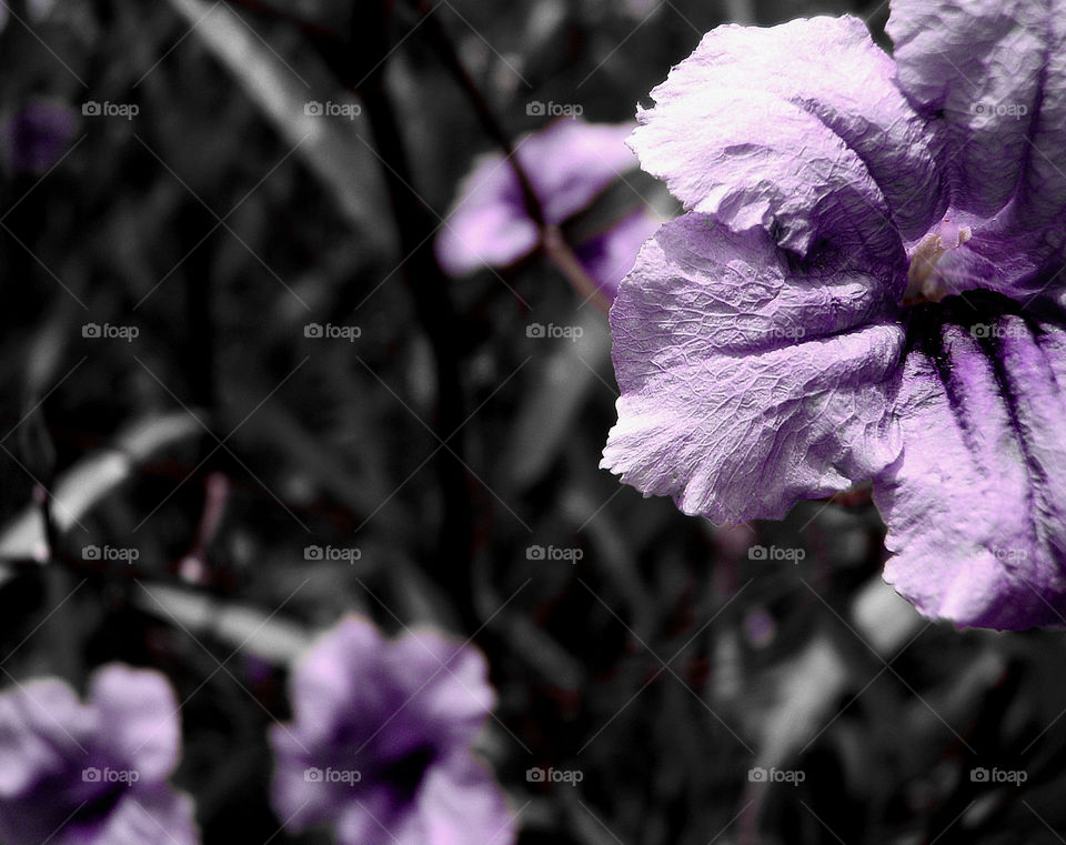 Purple flower and desaturation