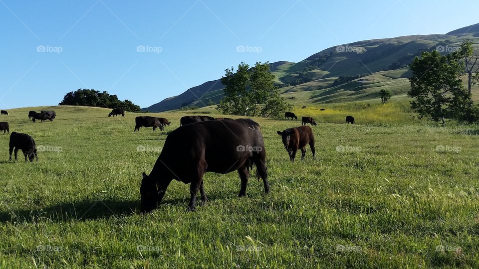 Cows grazing on green hills. Multiple cows grazing on lush green grassy hills.