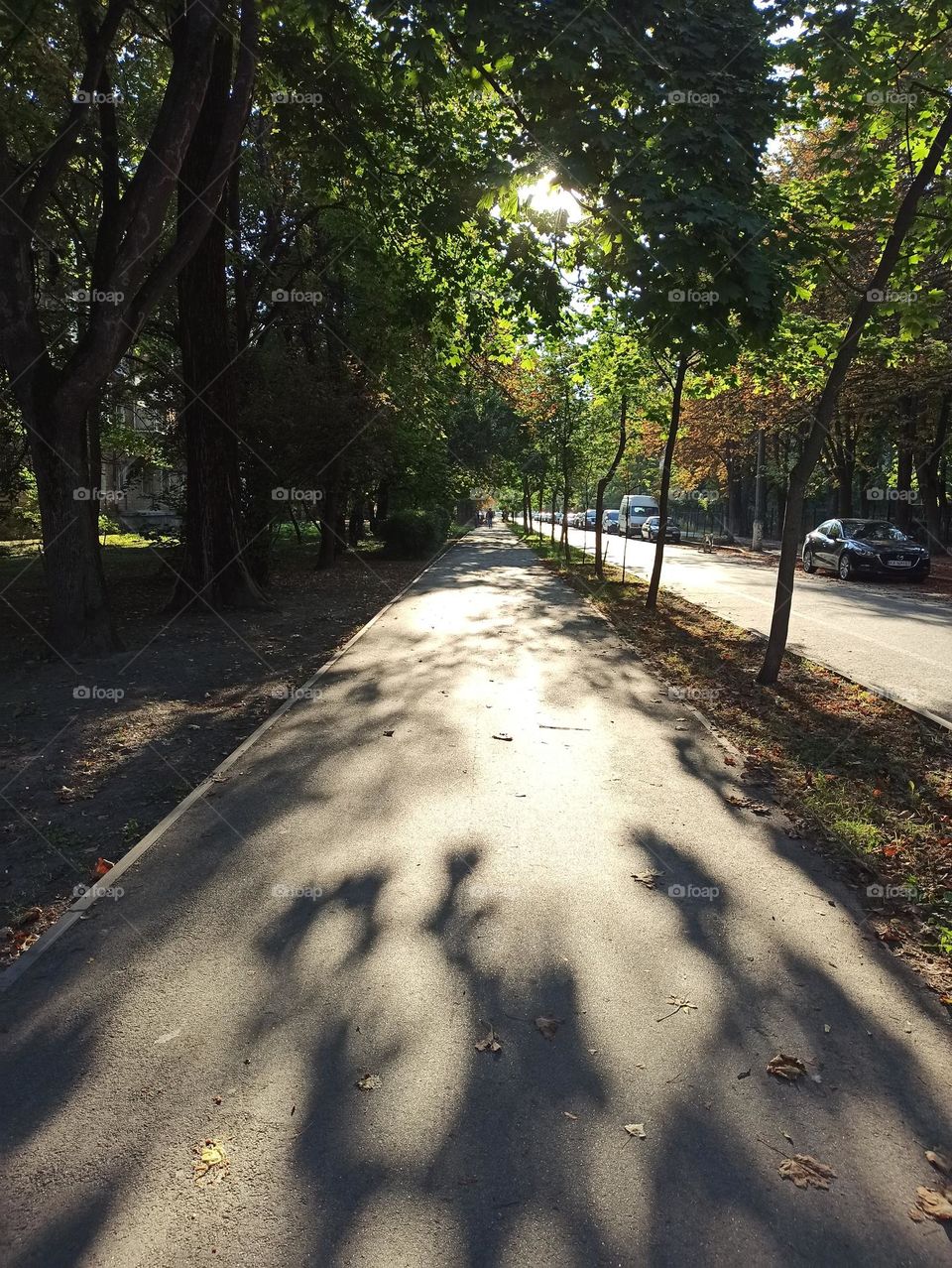 Sunny day. Street in sunlight. Cyclist. Beginning of autumn