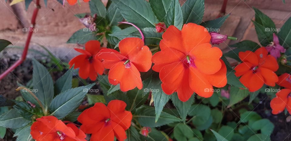 Impatiens walleriana