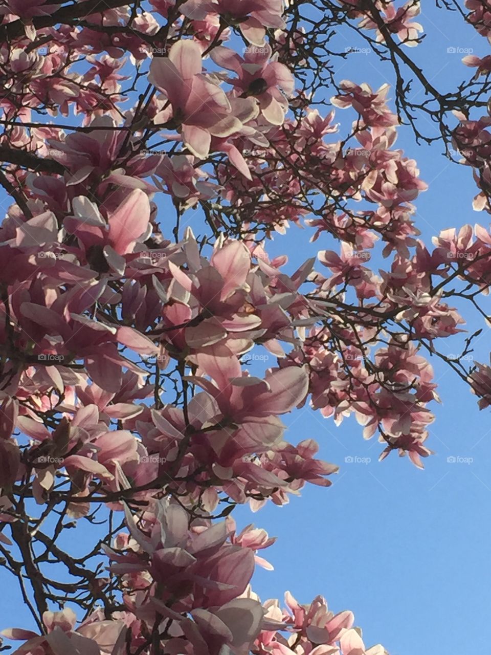 Low angle view of pink blooming flowers