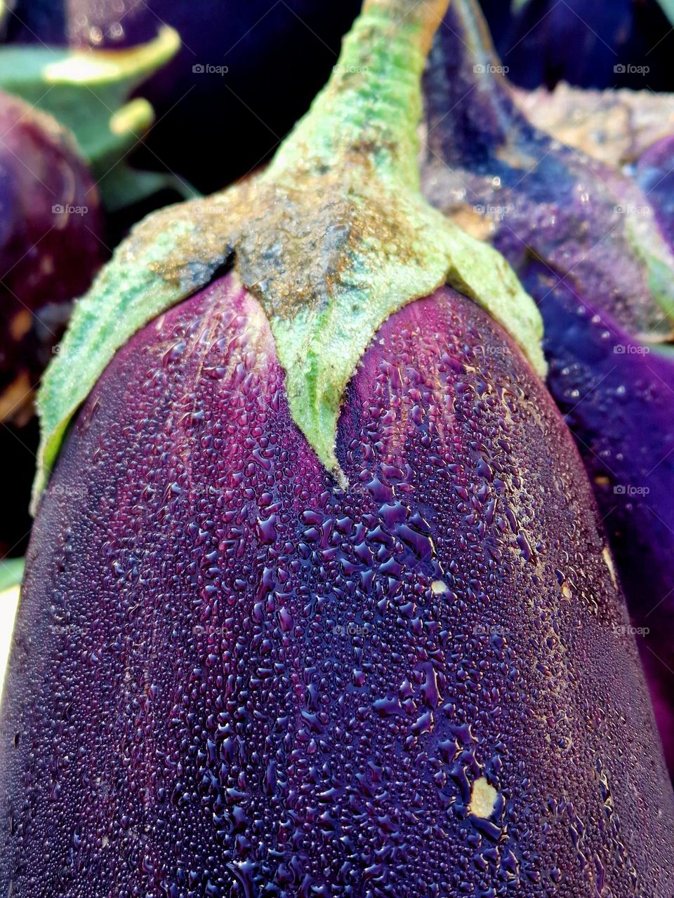 eggplant