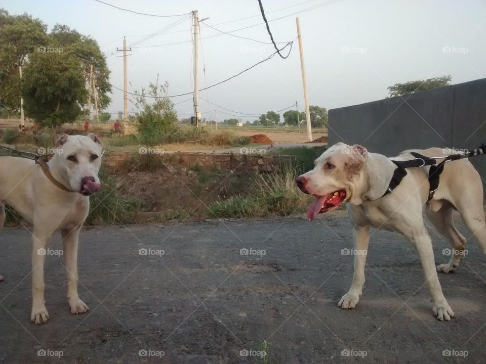 dog barking on other dog.