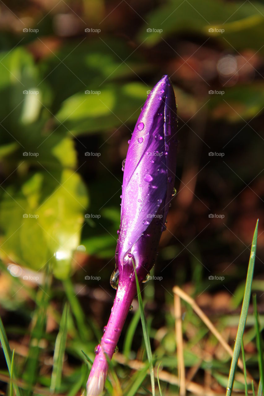 Crocus flower after rain