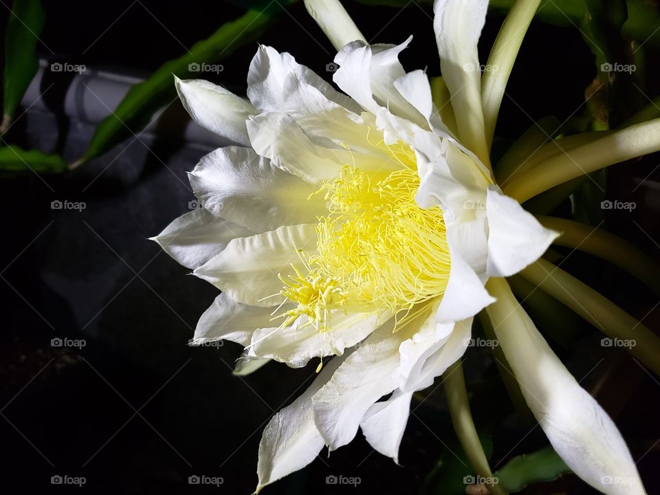 Dragon fruit flower blossom