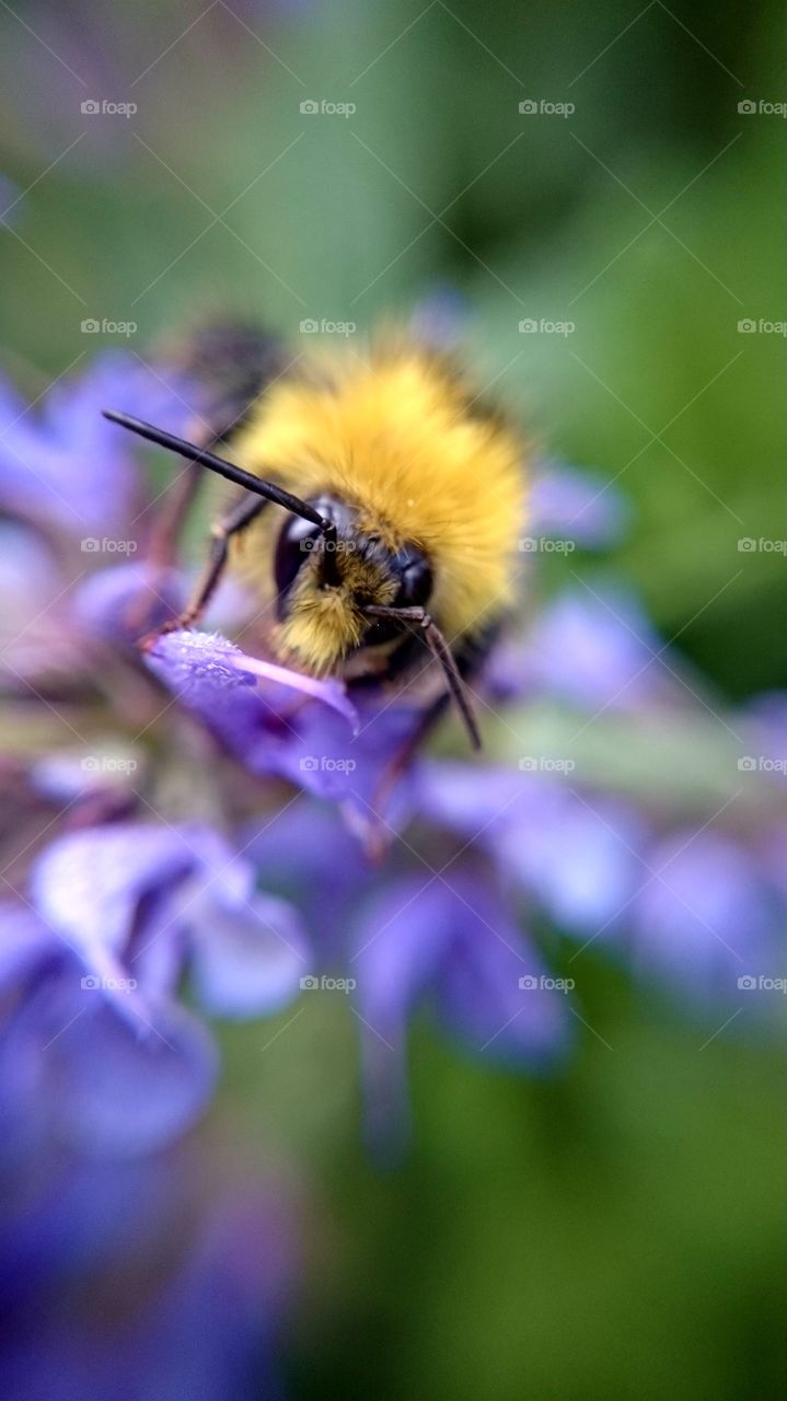 Closeup on humblebee 