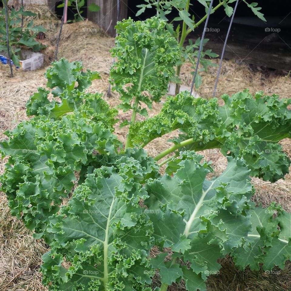 Kale plant. healthy kale growing in the garden