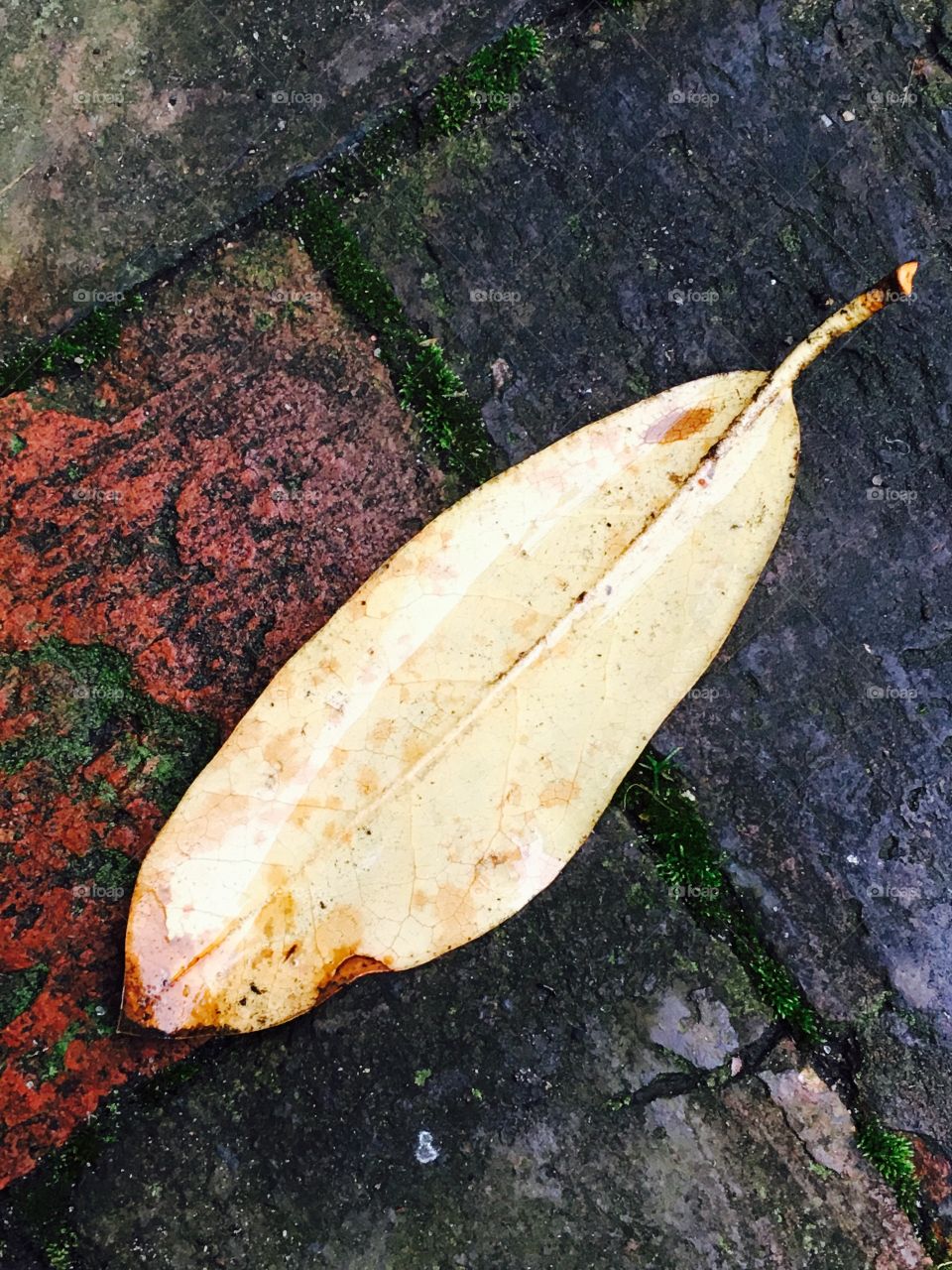 Fallen Leave on the Wet Ground
