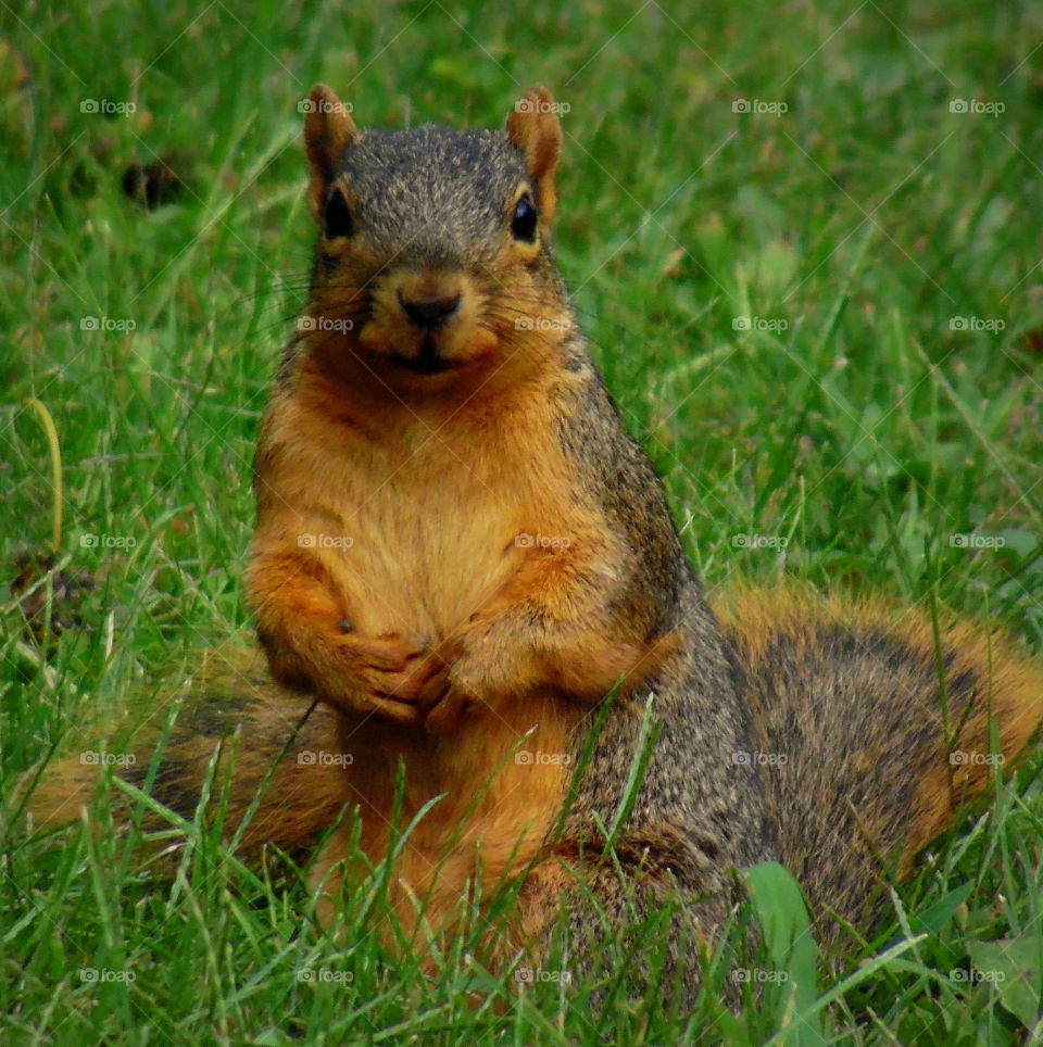 A little squirrel posing for the picture sitting in the green grass.