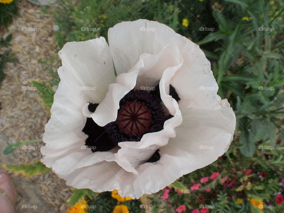 White poppy