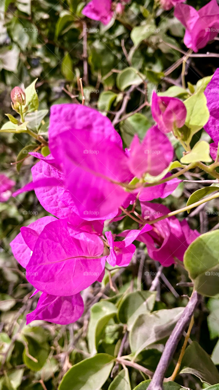 Bougainvilleas flowers 