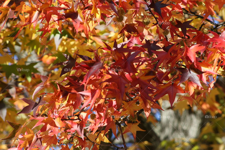 Autumn colors