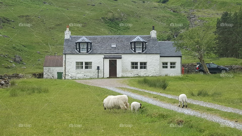Farm, Agriculture, Sheep, House, Countryside