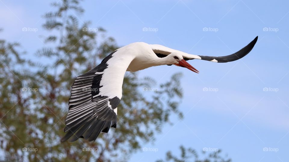 Stork in flight 