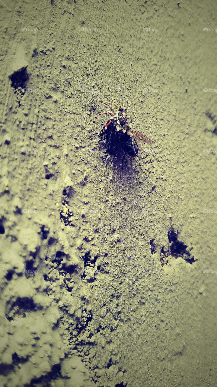 battle of the day #spider vs fly