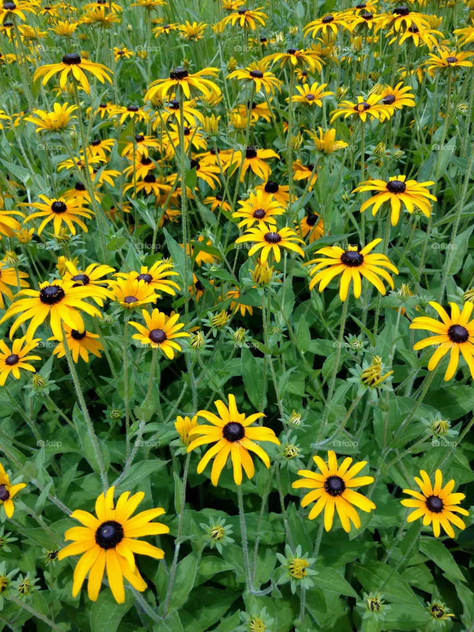 daisy