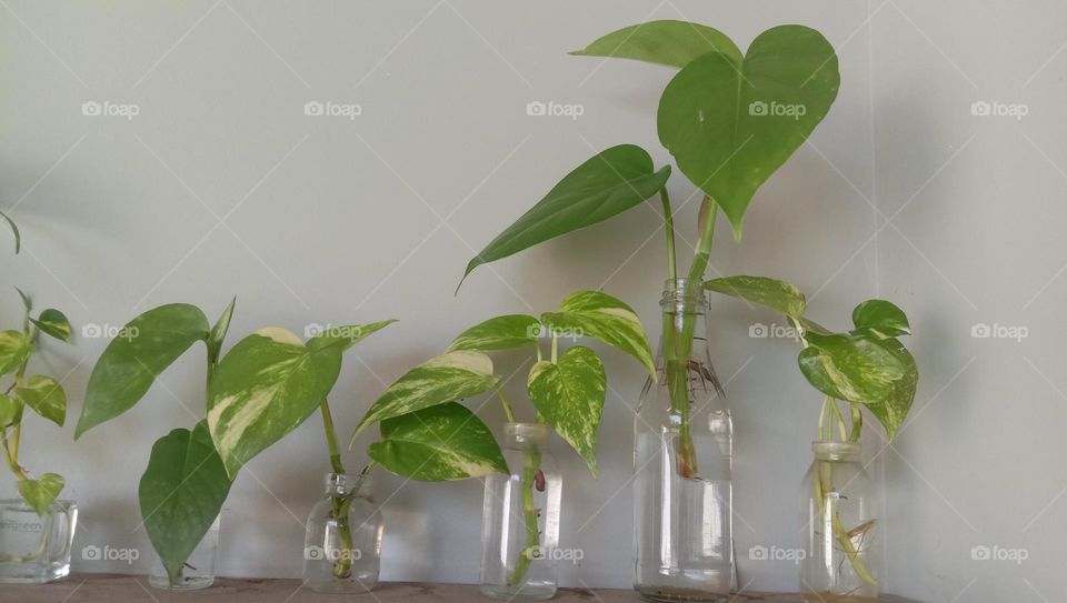 Plants are grown in used bottles