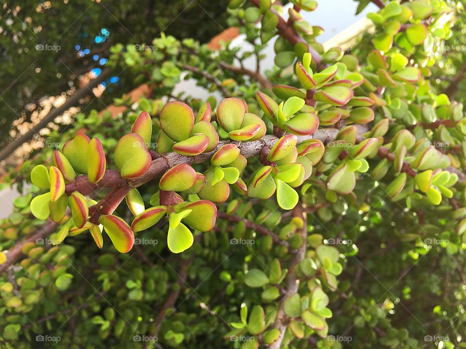 Jade tree growing at outdoors