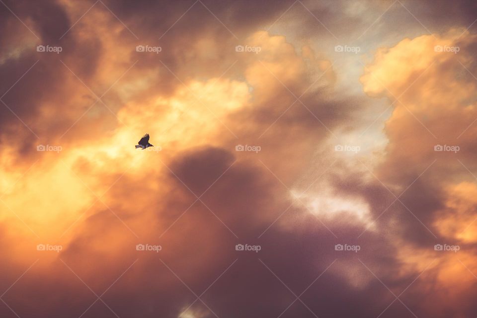 a bird in the sky