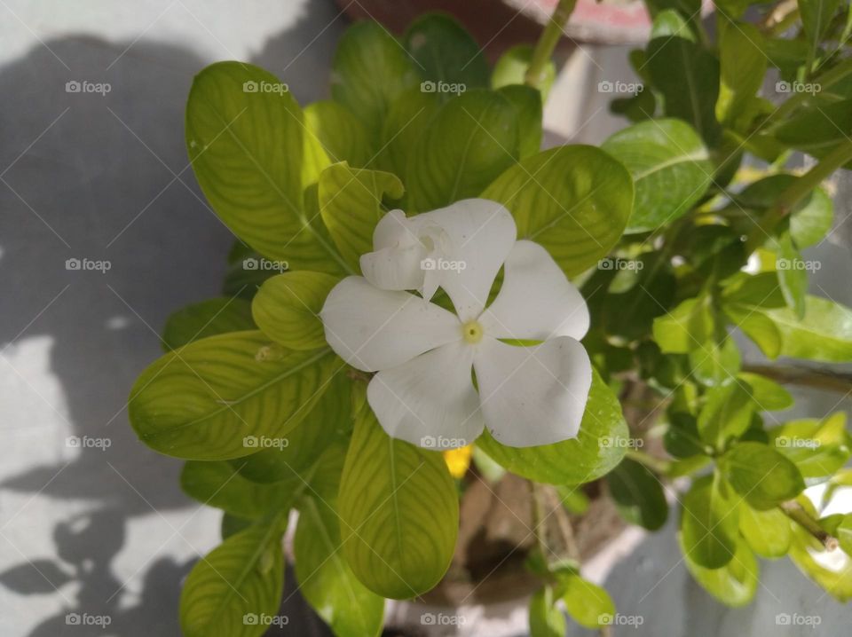 periwinkle white flower seasonal fresh looks very beautiful generally found everywhere seasonal fresh looks very beautiful generally found everywhere seasonal