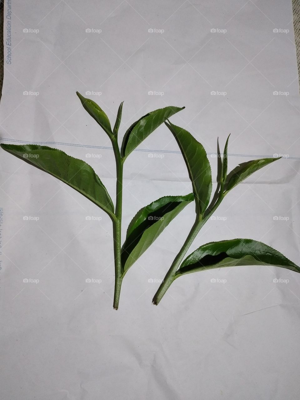 garden fresh  tea leaves