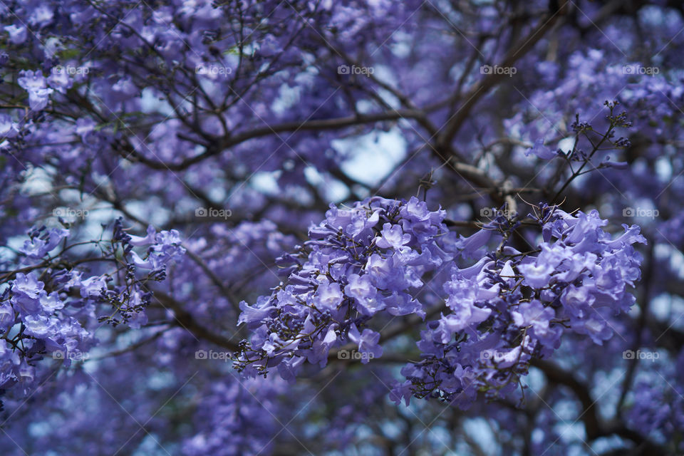 Purple trees in Australia during spring.