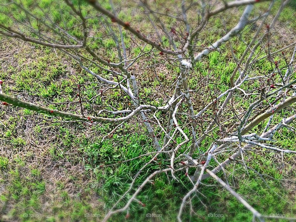 Branches 