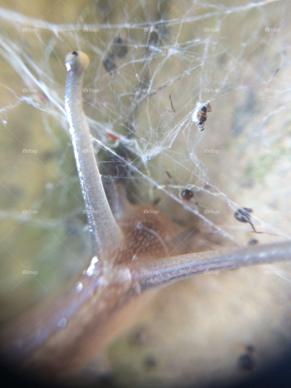 Snail in web