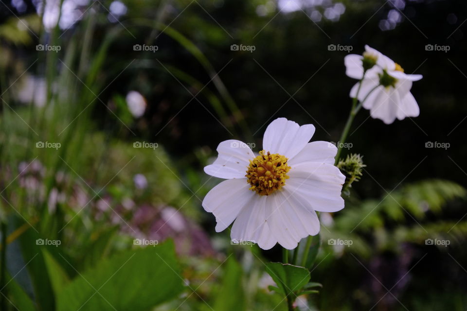 cosmos flower