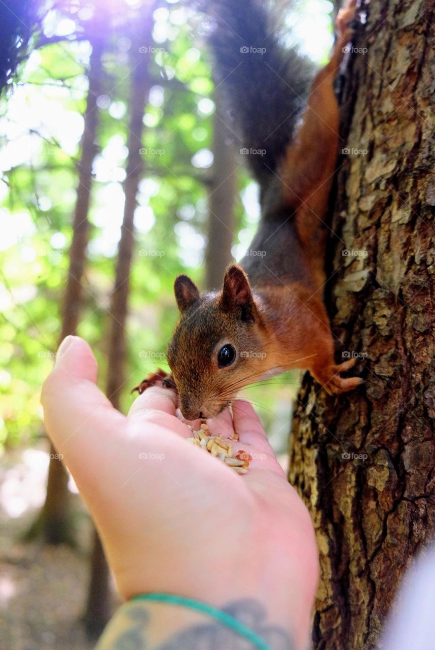 Urban nature: Wildlife, young brave squirrel feeding from the human hand from the tree 