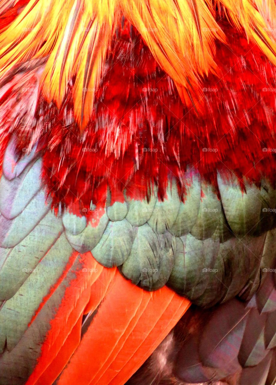 rewster's feathers