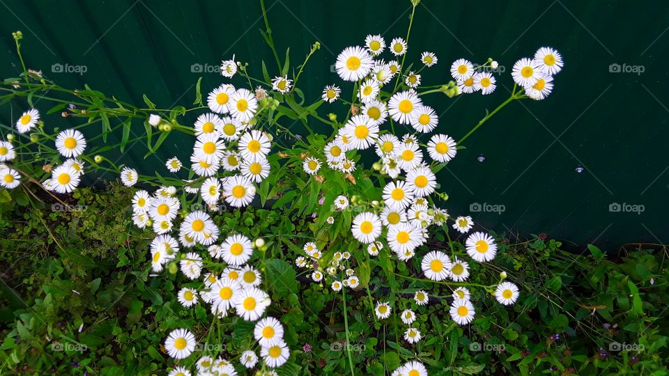 chamomile