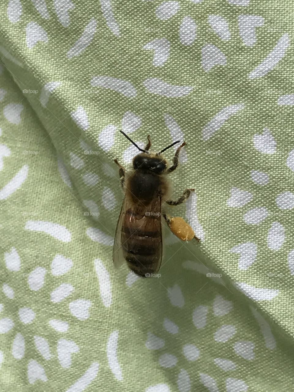 Bee pollen
